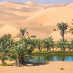 Discover the Natural Paradise of Al Ain Oasis