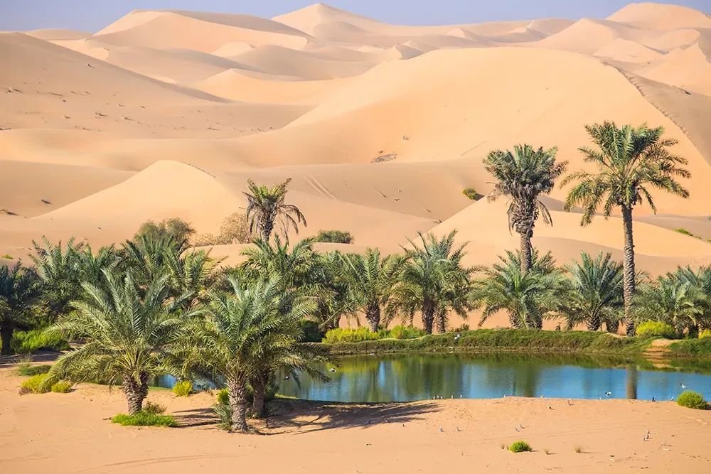 Discover the Natural Paradise of Al Ain Oasis